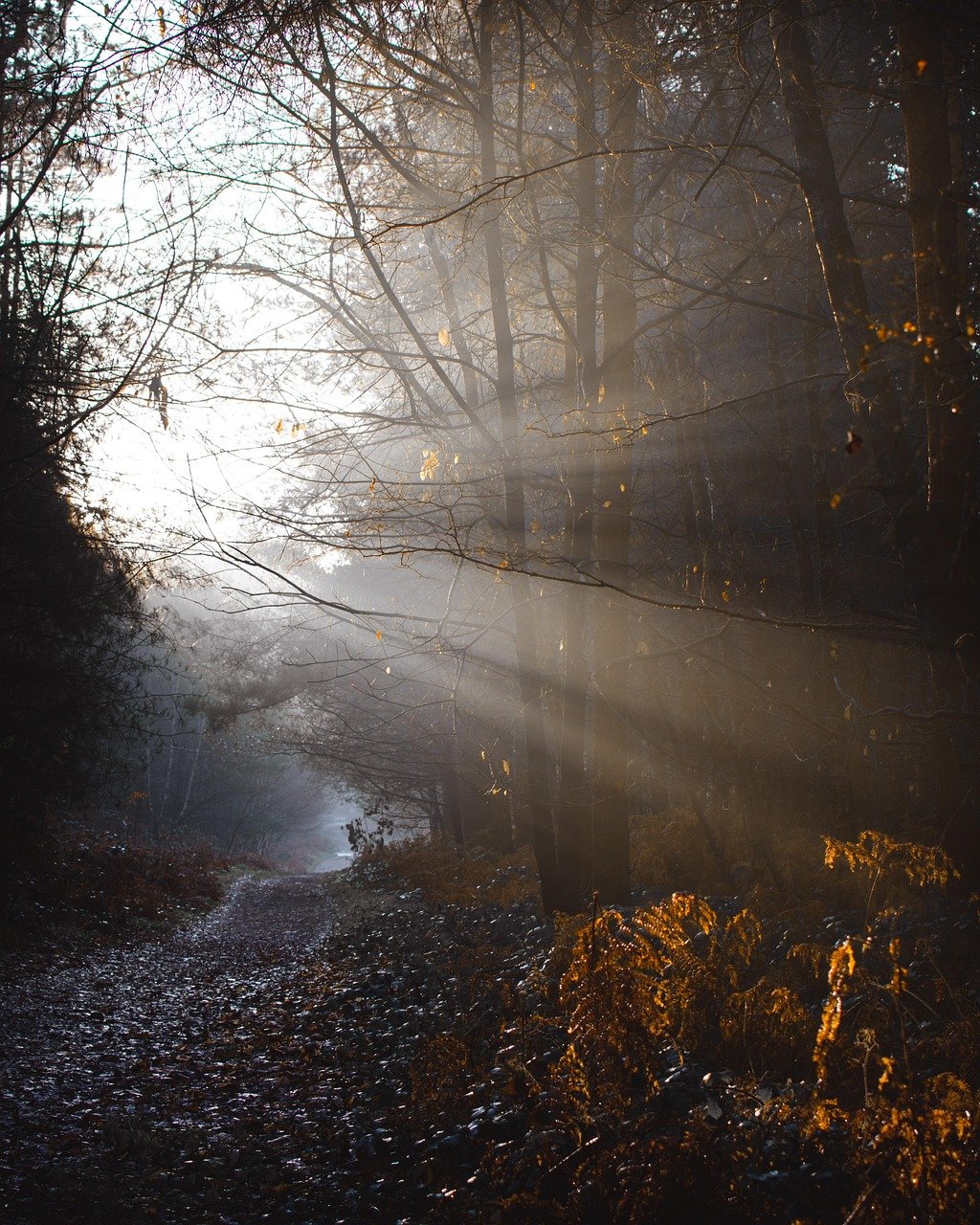 autumn, god rays, sunshine, nature, landscape, rays, mood, forest, outdoor, brown god, brown sunshine