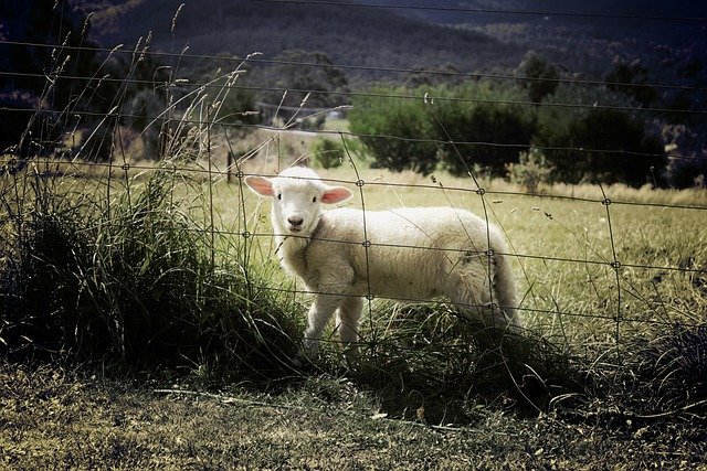 lamb, nature, sheep, fence, farm, animal, countryside, grass, field, pasture, farm animal