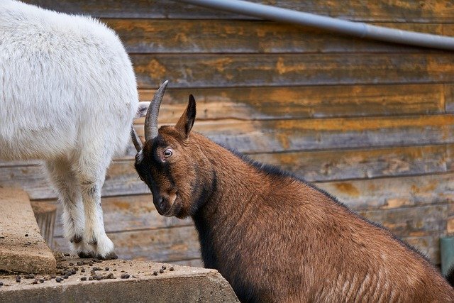 goats, battle, wrestle, bellows, scuffle, to play, game, desire, animal, fighting stance, nature, billy goat, collision, horns, antler, zoo, petting zoo, cattle
