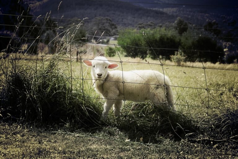 lamb, nature, sheep, fence, farm, animal, countryside, grass, field, pasture, farm animal