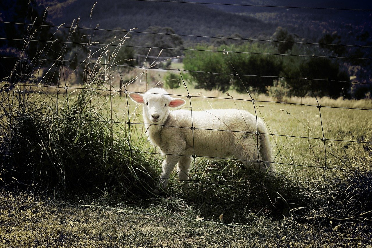 lamb, nature, sheep, fence, farm, animal, countryside, grass, field, pasture, farm animal