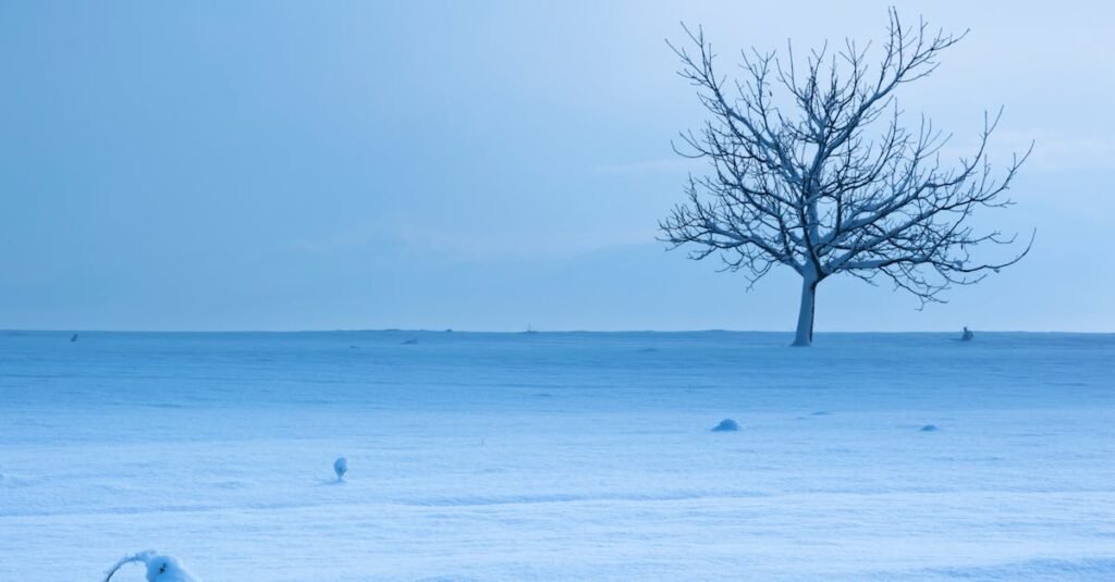 Free stock photo of abandoned, bare tree, blue
