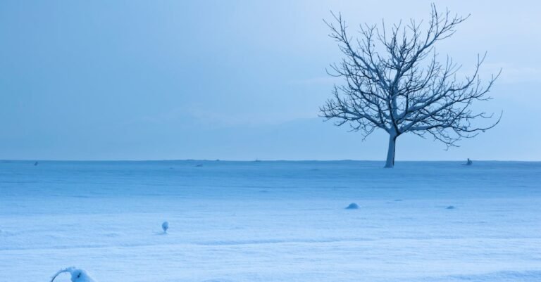 Free stock photo of abandoned, bare tree, blue
