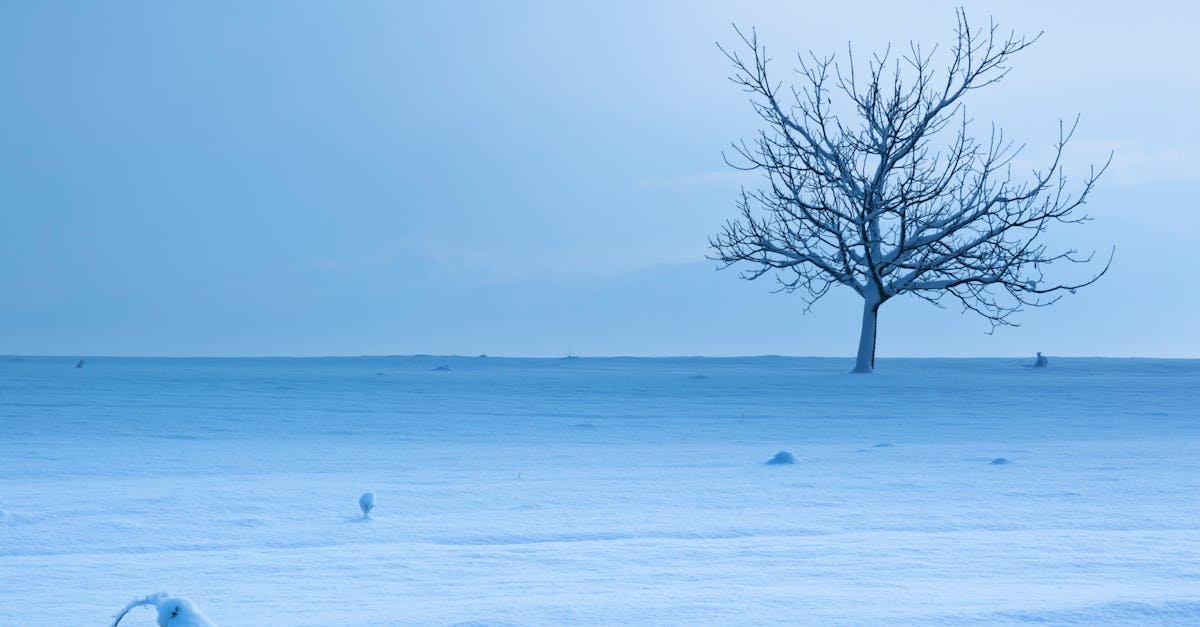 Free stock photo of abandoned, bare tree, blue