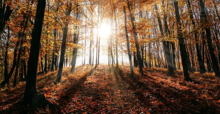 Sunlight streaming through autumn trees, casting shadows on fallen leaves in a peaceful forest.