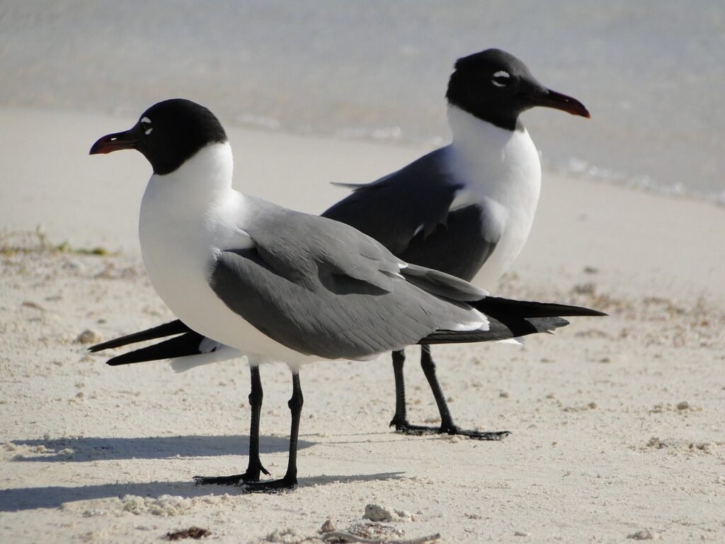 seagull, couple, contrary, nature, discussion, disagreement, birds