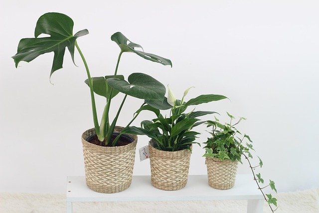 plant, leaf, nature, houseplant, monster high, skin in, ivy, air purification plants, fine dust, basket, interior, potted plant, mini flowerpot, spring, houseplant, houseplant, houseplant, houseplant, houseplant, potted plant, potted plant, potted plant