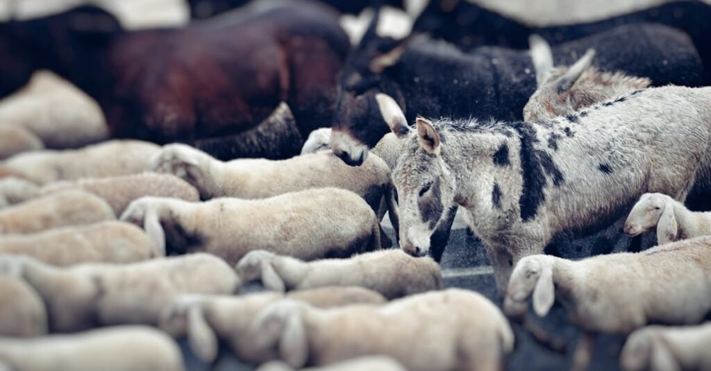 Week 6: Exodus Chapters 1 to 20 A herd of donkeys and sheep grazing together in an open farm setting.