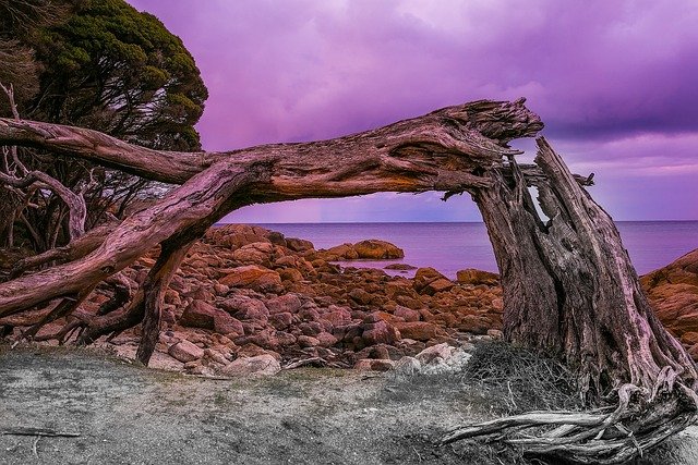 abstract, nature, fallen tree, seasons, backgrounds, autumn, sunrise, water