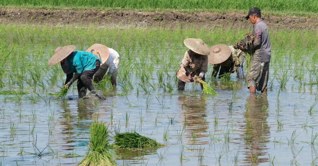 A group of farmers working together, planting rice in a lush, wet paddy field under a clear sky.