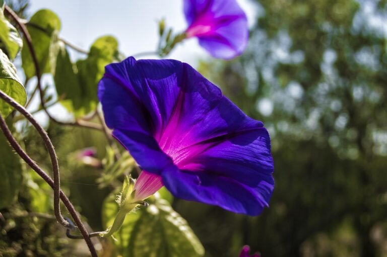 morning glory, bluebells, purple, flowering, morning glory, morning glory, morning glory, morning glory, morning glory, bluebells