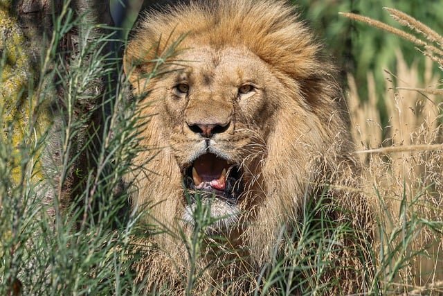 lion, nature, animal, predator