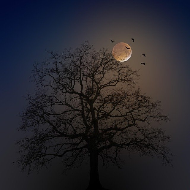 halloween, tree, silhouette, moon, fog, bats, creepy, horror, weird, dark, mysterious, night, nature, magic, black, atmosphere, branches, lighting, mystical, blue, happyhalloween, halloweenchallenge