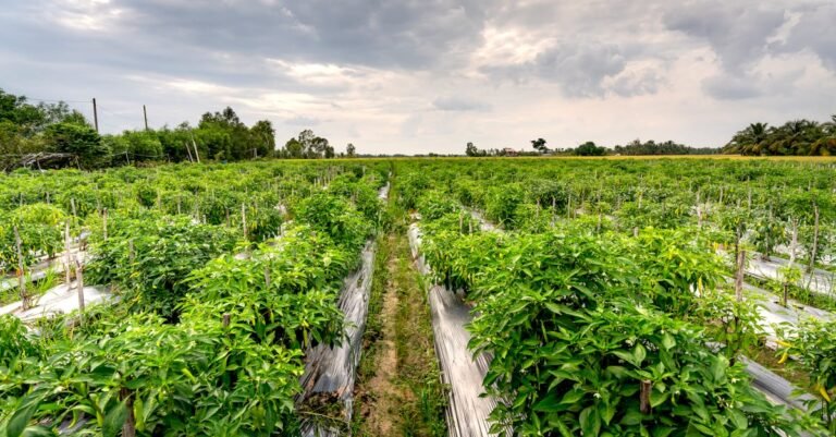 Vibrant green pepper plants growing in orderly rows on a rural farmland under cloudy skies.