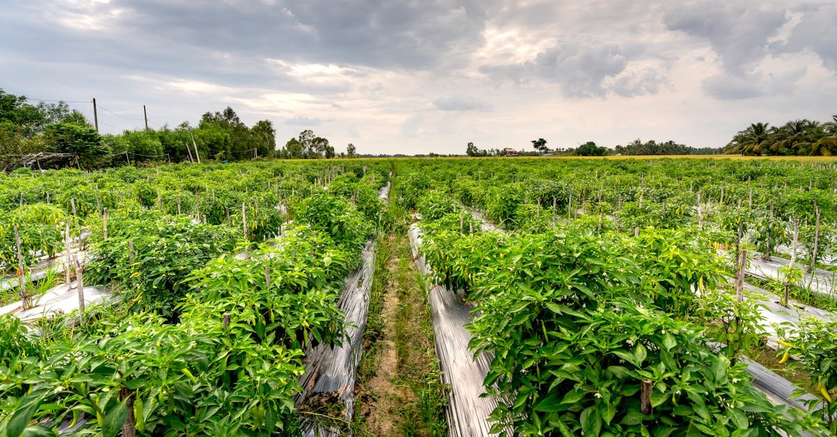 Vibrant green pepper plants growing in orderly rows on a rural farmland under cloudy skies.