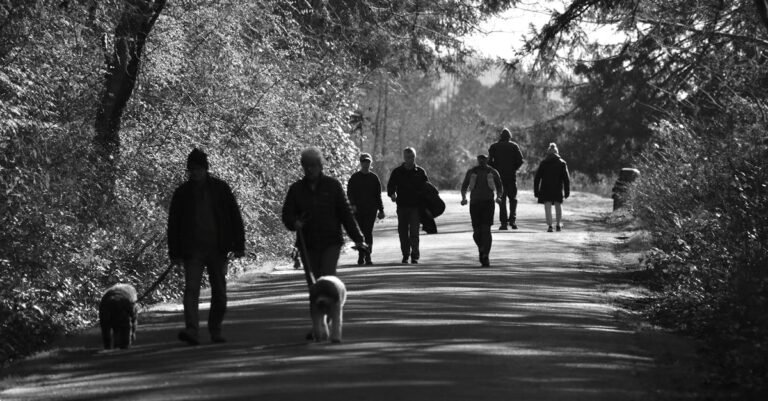 Group of people enjoying a peaceful walk with dogs on a forest path.