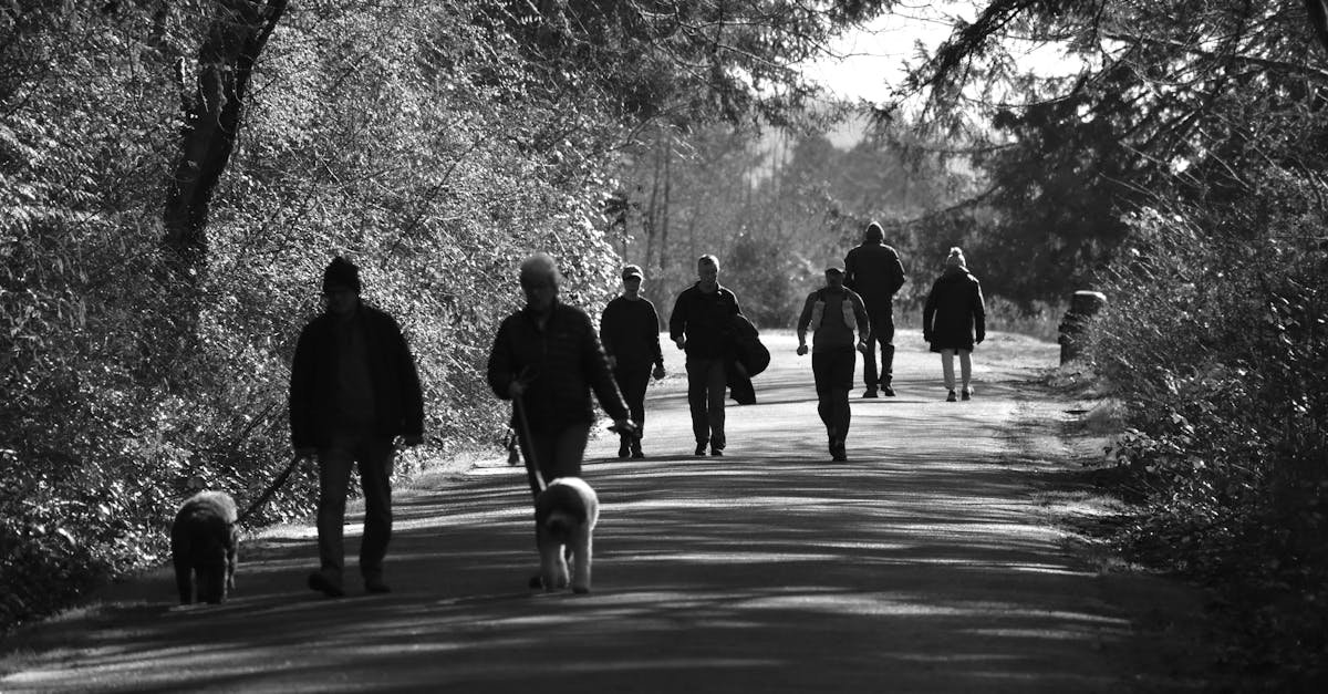 Group of people enjoying a peaceful walk with dogs on a forest path.