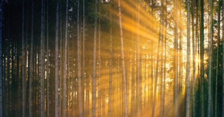 Bright sun rays penetrating tall tree trunks growing in picturesque lush forest during sunset