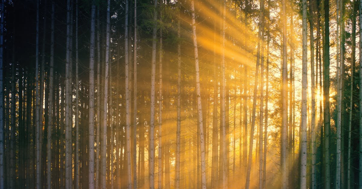 Bright sun rays penetrating tall tree trunks growing in picturesque lush forest during sunset