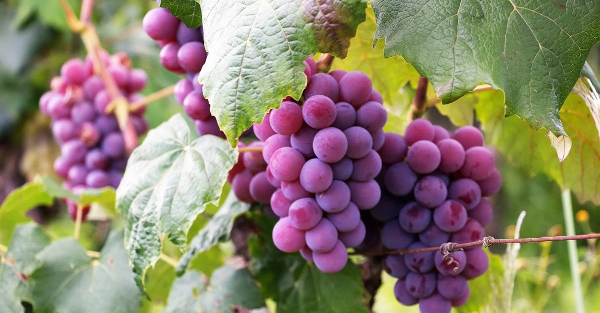 Lush clusters of violet grapes ripening in a Brazilian vineyard, surrounded by vibrant green leaves.